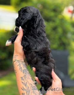 Photo №3. Dean Janet Kay Puppies House. USA