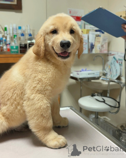 Photo №1. golden retriever - à vendre en ville de Main | négocié | Annonce №158748