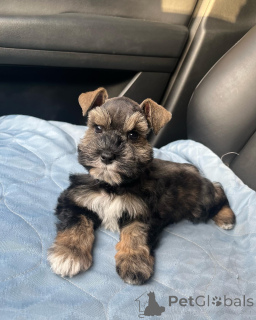 Photo №1. schnauzer miniature - à vendre en ville de Los Angeles | négocié | Annonce №139931