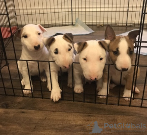 Photo №1. bull terrier - à vendre en ville de Rüdersdorf | Gratuit | Annonce №123886