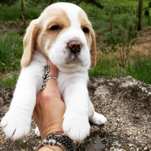 Photos supplémentaires: chiots beagle