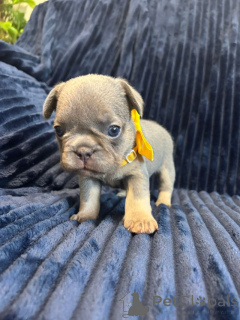 Photo №1. bouledogue - à vendre en ville de Ville de Floride | négocié | Annonce №149554