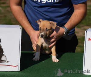 Photo №3. American Staffordshire Terrier, chiots de la plus haute qualité. Serbie