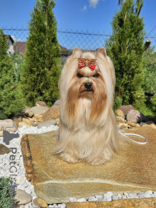Photo №1. yorkshire terrier - à vendre en ville de Minsk | négocié | Annonce №147252