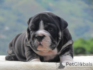 Photo №1. bulldog anglais - à vendre en ville de Riga | négocié | Annonce №105988