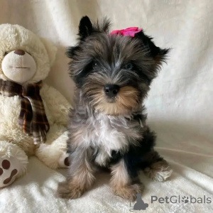Photo №2 de l'annonce № 157328 de la vente yorkshire terrier - acheter à Allemagne annonce privée
