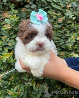 Photo №4. Je vais vendre shih tzu en ville de Varsovie.  - prix - négocié