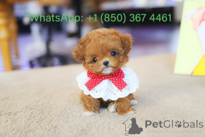 Photo №3. Dean Janet Kay Puppies House. USA