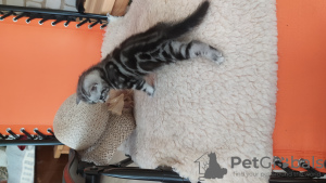 Photo №3. Chaton BRI ns 22 64. Fédération de Russie