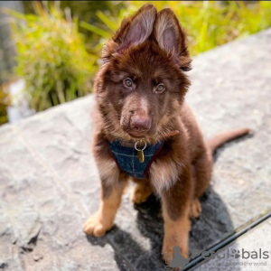 Photo №1. chien bâtard - à vendre en ville de Quedlinburg | négocié | Annonce №123867