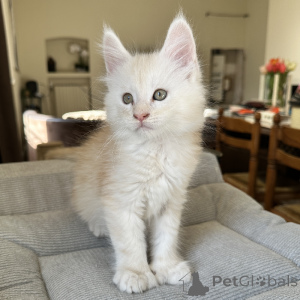 Photo №2 de l'annonce № 165331 de la vente maine coon - acheter à La finlande annonce privée, éleveur