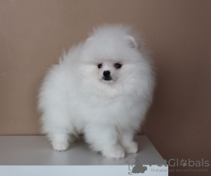 Photo №1. spitz nain - à vendre en ville de Vilnius | négocié | Annonce №41541