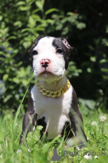 Photo №1. american bully - à vendre en ville de Ramenskoye | 1617€ | Annonce №147531