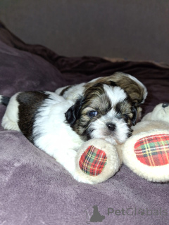 Photo №1. lhassa apso, maltipu, spitz nain, caniche (jouet), shih tzu - à vendre en ville de Vilnius | 750€ | Annonce №166012