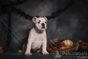 Photo №3. Chiots bouledogues anglais. Ukraine