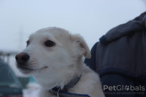 Photo №2 de l'annonce № 32123 de la vente chien bâtard - acheter à Fédération de Russie annonce privée