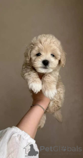 Photo №2 de l'annonce № 154941 de la vente maltipu - acheter à Allemagne éleveur