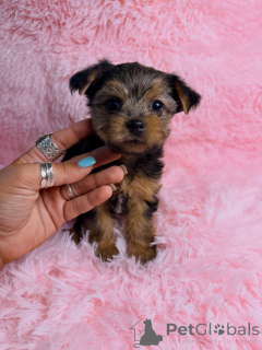 Photo №4. Je vais vendre yorkshire terrier en ville de Montpellier. éleveur - prix - négocié
