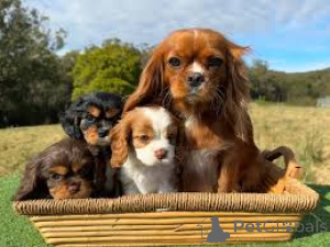Photo №1. cavalier king charles spaniel - à vendre en ville de Paris | 700€ | Annonce № 160952