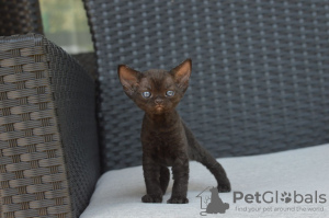 Photo №3. Chatons Devon Rex vaccinés disponibles à la vente dans des foyers aimants avec. Espagne