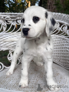 Photo №2 de l'annonce № 177685 de la vente dalmatien - acheter à Allemagne éleveur