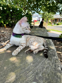 Photo №1. bengal - à vendre en ville de Dielsdorf | 750€ | Annonce № 152643