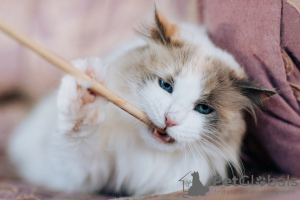 Photo №3. Kasha, la belle chatte aux yeux bleus, cherche un foyer !. Fédération de Russie