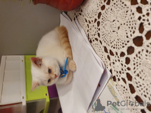 Photo №3. Chats britanniques. Pologne