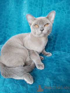 Photo №3. Burman chaton. Fédération de Russie