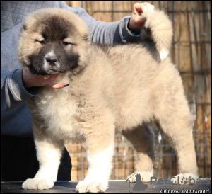 Photos supplémentaires: Chiots Berger du Caucase à vendre