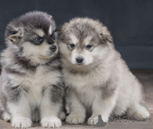 Photo №1. malamute de l'alaska - à vendre en ville de Stockholm | négocié | Annonce №113245