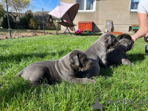 Photo №2 de l'annonce № 160294 de la vente cane corso - acheter à La finlande annonce privée