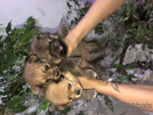 Photo №3. chiots poméraniens. Biélorussie