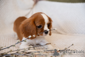 Photos supplémentaires: Chiots Cavalier King Charles Spaniel