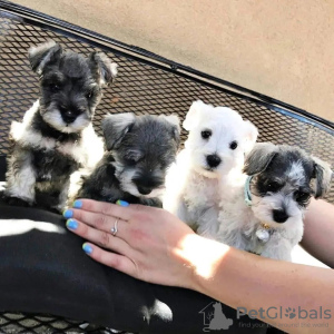 Photo №1. schnauzer miniature - à vendre en ville de Helsinki | 331€ | Annonce №65563