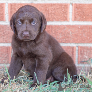 Photo №1. labrador retriever - à vendre en ville de Berlin | 500€ | Annonce №175901