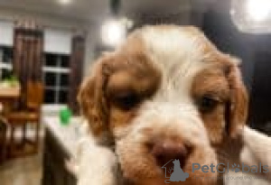 Photo №1. american bully - à vendre en ville de Fallåker | Gratuit | Annonce №129104