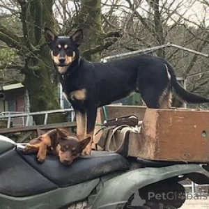 Photo №3. Chiots de berger australien Kelpie purs. Australie