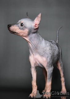 Photos supplémentaires: Chiots American Hairless Terrier