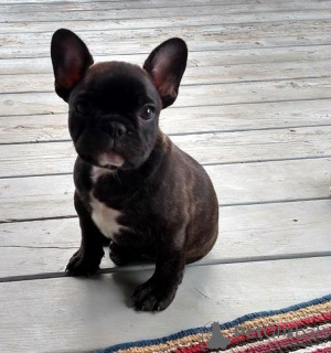 Photo №1. bouledogue - à vendre en ville de Iseltwald | 250€ | Annonce №129266