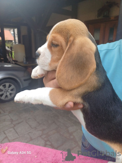 Photo №2 de l'annonce № 121724 de la vente beagle - acheter à Serbie éleveur