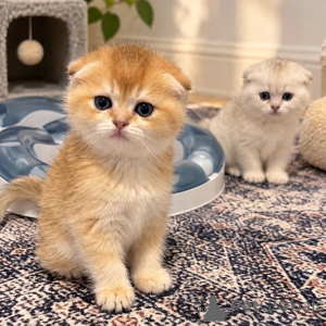 Photo №1. scottish fold - à vendre en ville de Oberstdorf | 350€ | Annonce № 178055