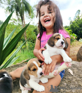 Photo №2 de l'annonce № 162917 de la vente beagle - acheter à Lituanie 