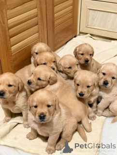Photo №1. labrador retriever - à vendre en ville de Houes | 484€ | Annonce №168818