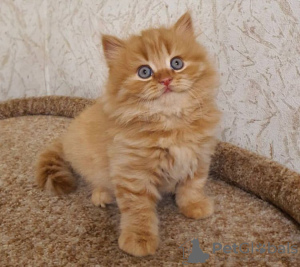 Photo №2 de l'annonce № 89608 de la vente british shorthair - acheter à USA annonce privée