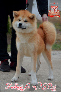 Photo №4. Je vais vendre akita (chien) en ville de Khmelnitsky. éleveur - prix - 700€