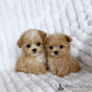 Photo №2 de l'annonce № 147473 de la vente maltipu - acheter à Ukraine de la fourrière, éleveur