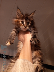 Photo №1. maine coon - à vendre en ville de Kristinestad | 700€ | Annonce № 90281