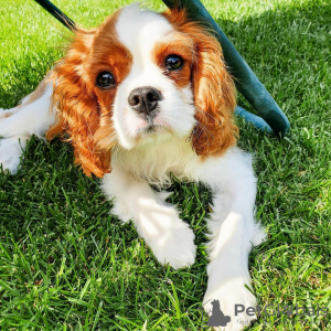 Photo №1. cavalier king charles spaniel - à vendre en ville de Budapest | 430€ | Annonce №100283