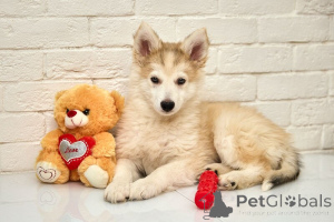 Photo №1. chien bâtard - à vendre en ville de Москва | Gratuit | Annonce №138830